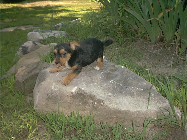 Puppy at Play