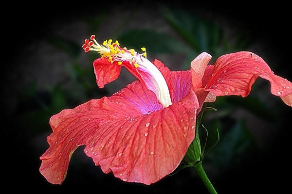 Peach  Hibiscus