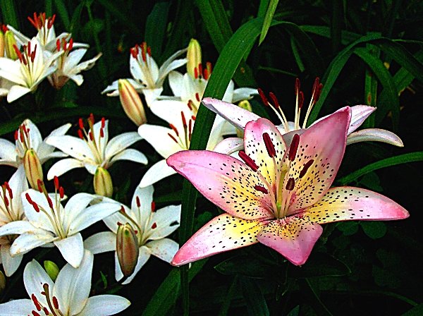 Consider the Lilies of the Field...