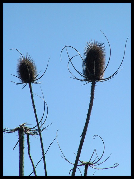 Off With Their Heads