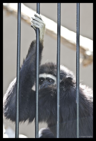 Iron Bars