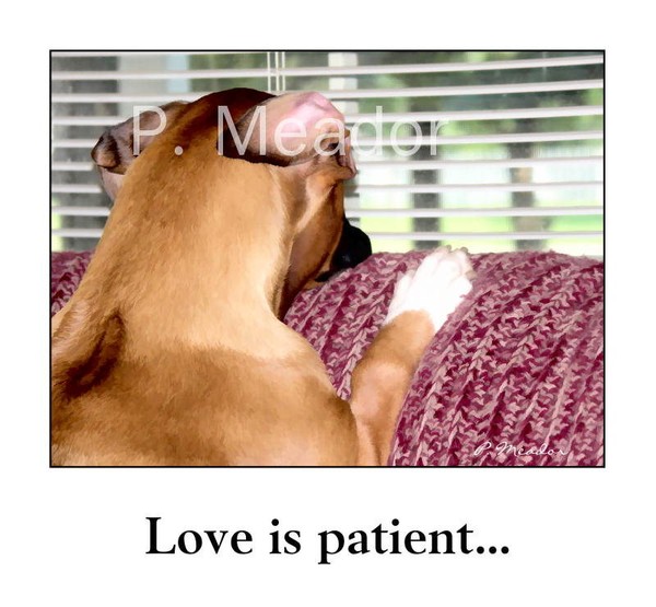 Love is Patient