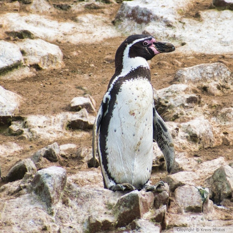 Humbolt Penguin