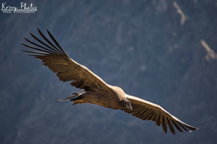 Soaring Condor