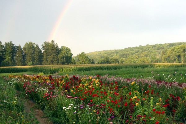 Tranquillity Rainbow