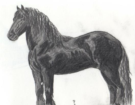 Proud friesian