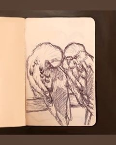 Budgies