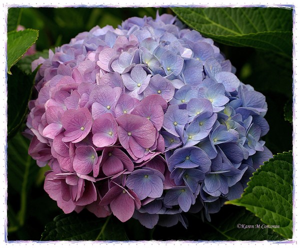 Dusty Hydrangea