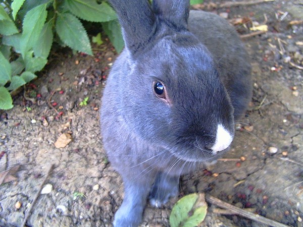 Buggs