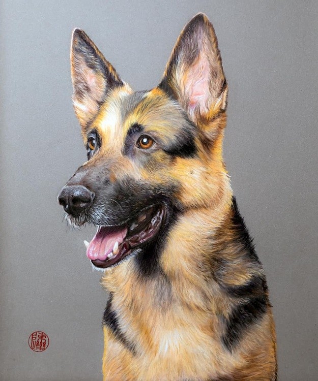 German Shepherd