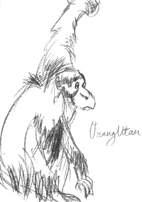 orang utan