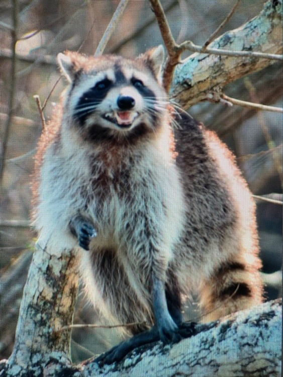 Rocky Racoon