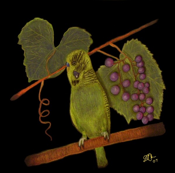 BUDGIE IN THE BUSHES