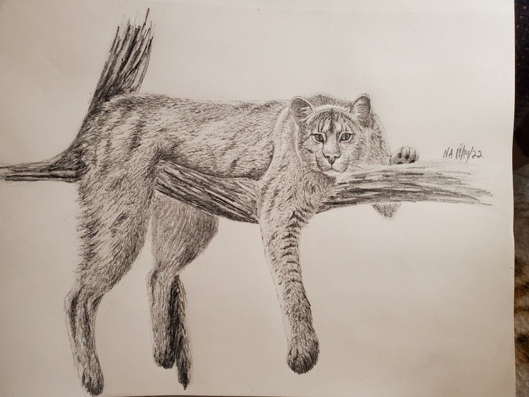 Mountain Lion