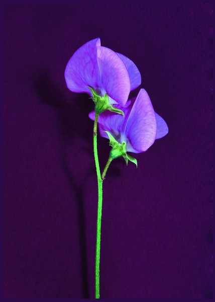 Sweet Pea Duo