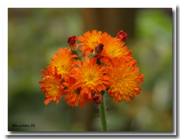 Summer orange