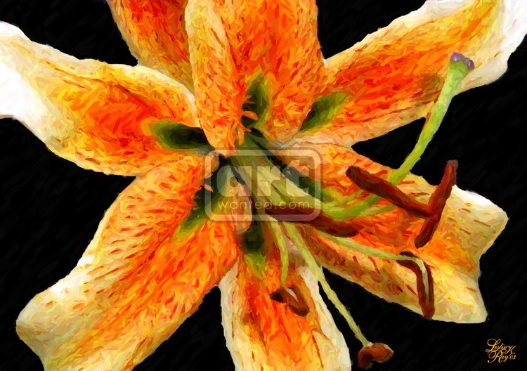 Orange Lily