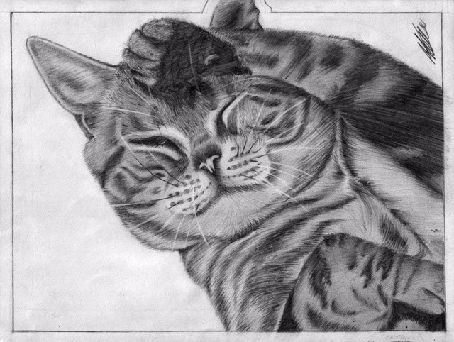 Cat grooming greyscale