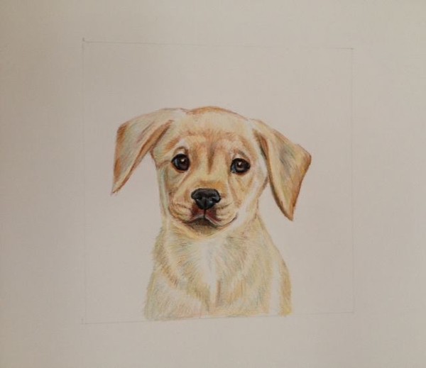 Baby Labrador Pup
