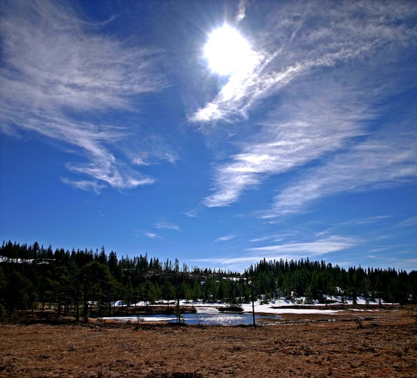 Spring has come to Norwegian forests
