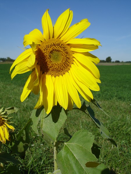Flowers Along the Road