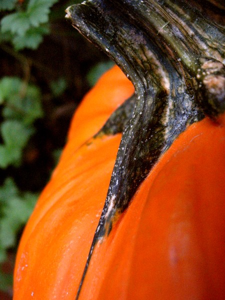 Fall's Sweet
