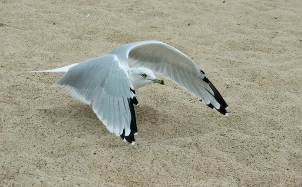 Low Gull