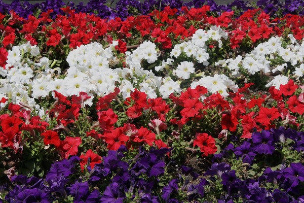 Splash of Color
