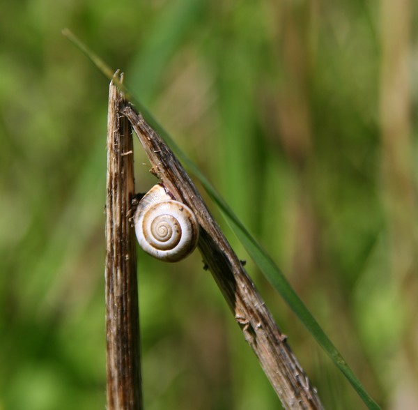 The Snail's on the Thorn