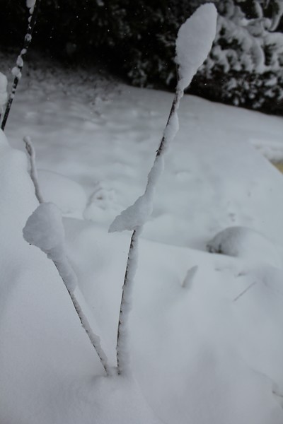 Snow Bud