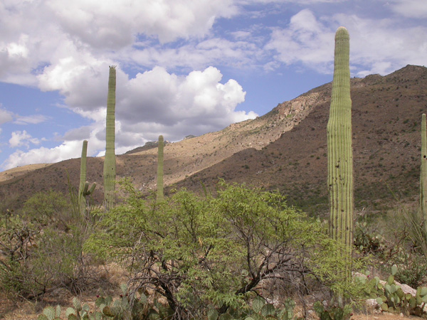 Desert Calm II