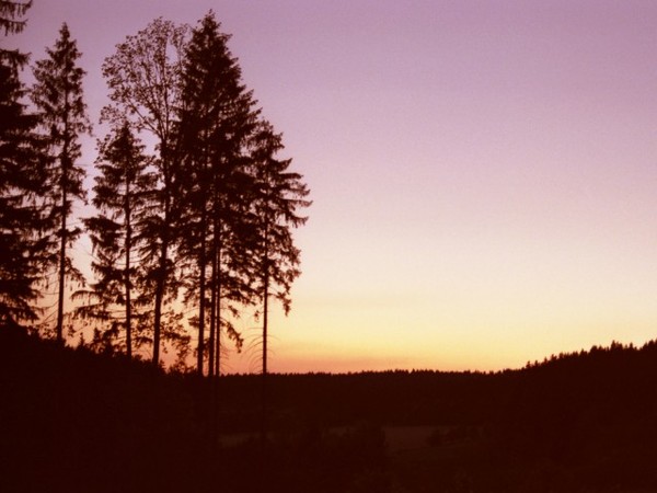Larch Trees At Sunset