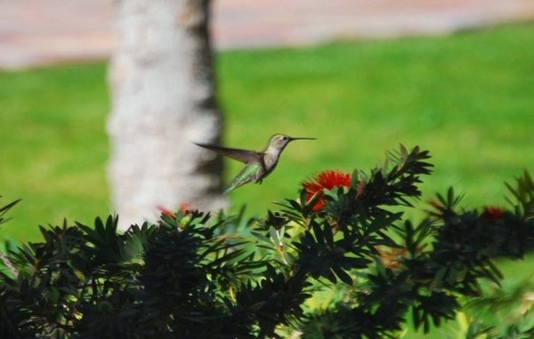 Hummer close