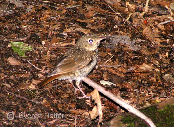 Bird On Path