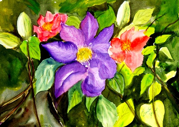 Clematis