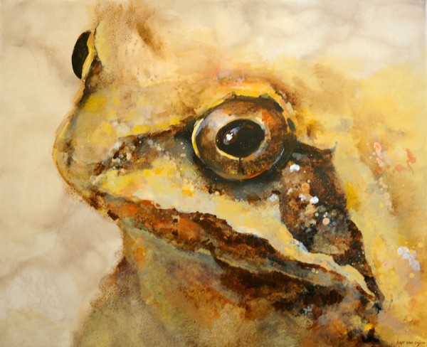 Brown frog