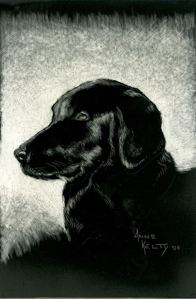 Black Labrador
