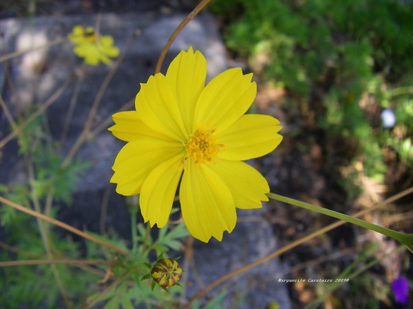 Golden Blooming