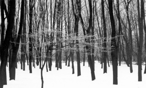 Winter Tree