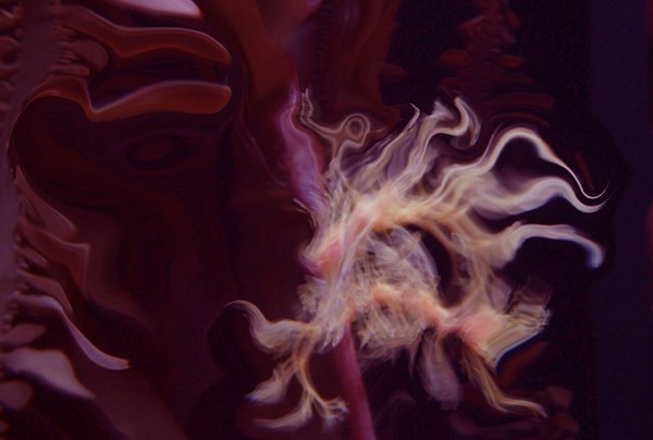 leafy sea dragon trip