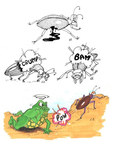 Bombardier Beetle