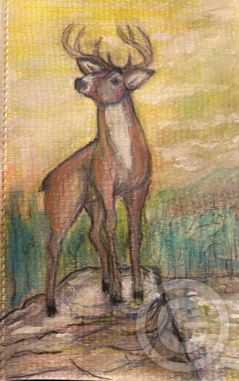 Study deer watercolor 