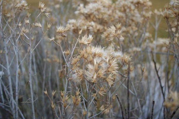 Sage close up