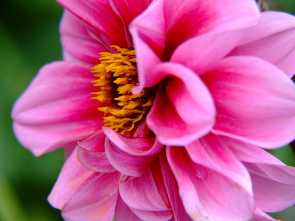 Up Close 035