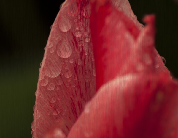 Water Drops