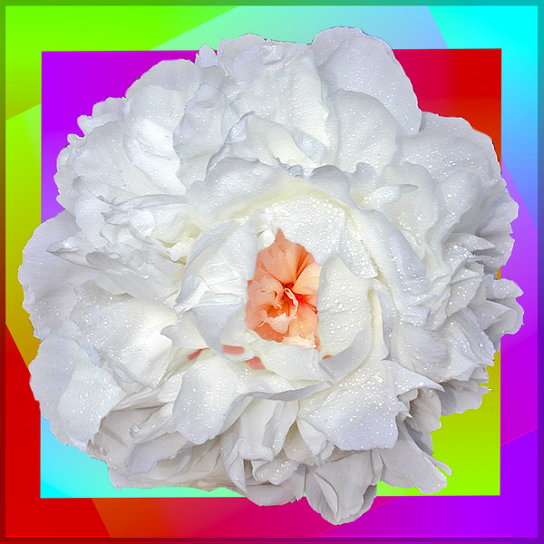 Peony