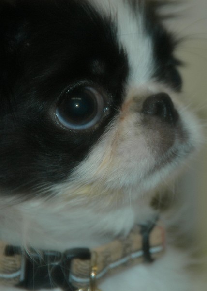 Puppy Love