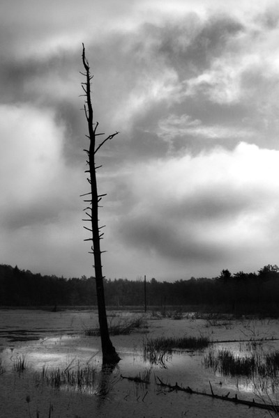 Dead Wood