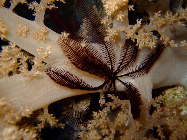 Feathered Starfish