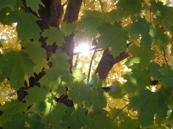 Autumn I
